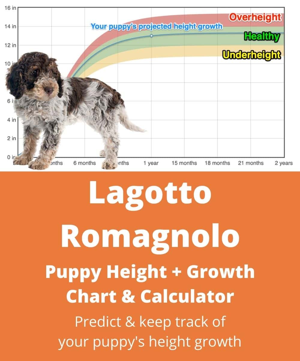 lagotto-romagnolo Puppy height Growth Chart